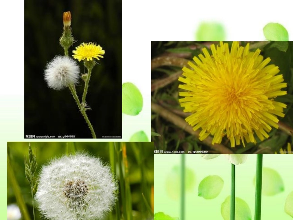 第8课《植物妈妈有办法》_第1页