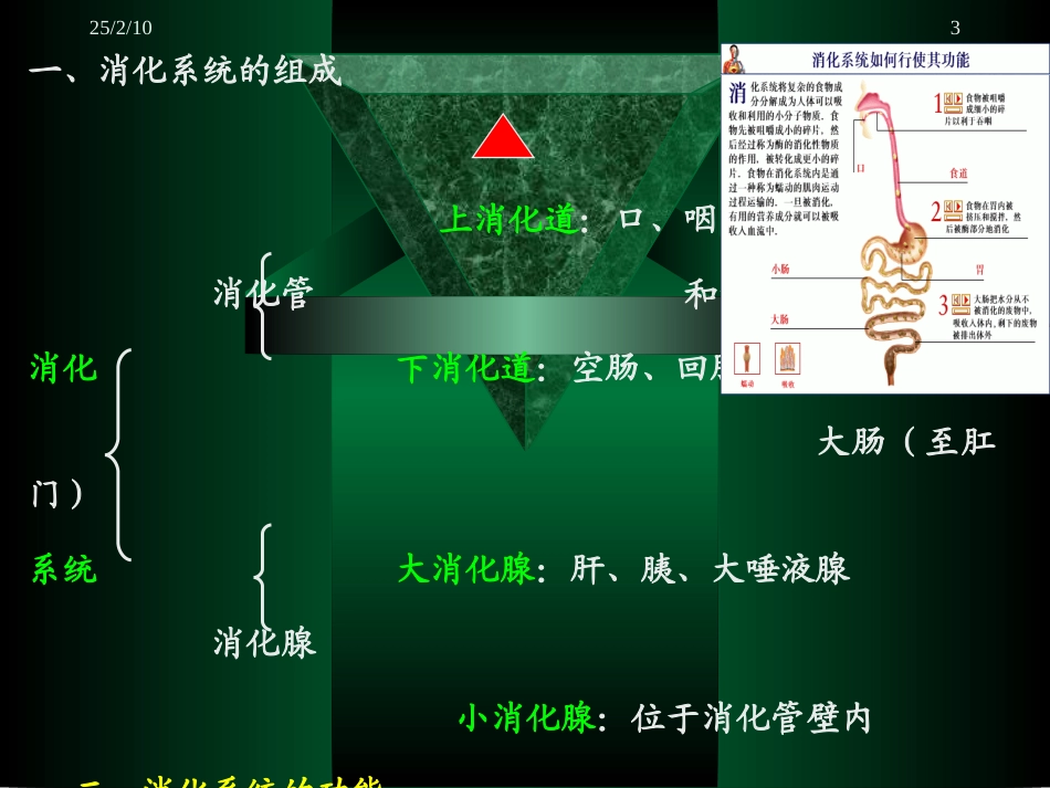第二章 消化系统_第3页