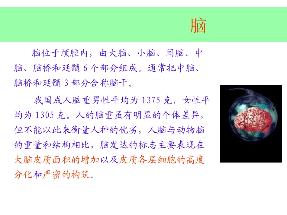 大脑解剖结构_第2页