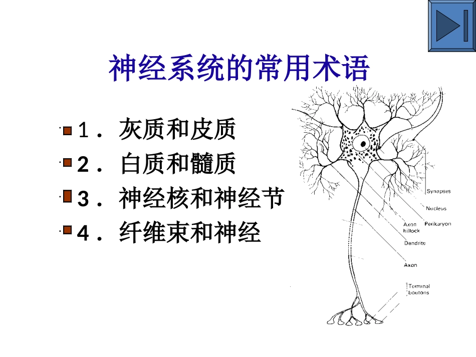 大脑解剖结构_第3页