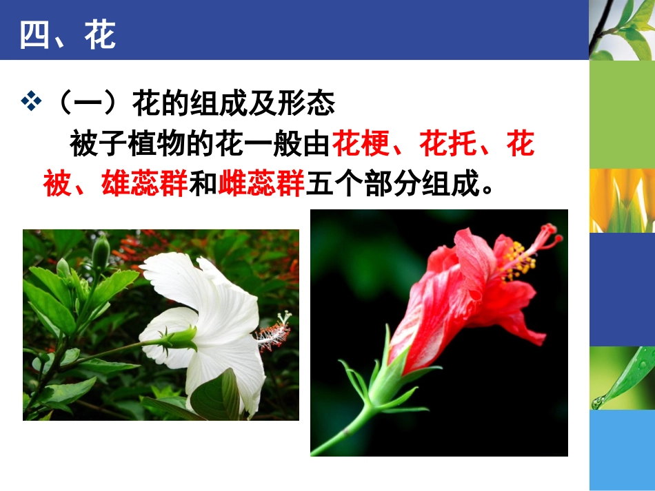第二章药用植物学-器官-花_第3页
