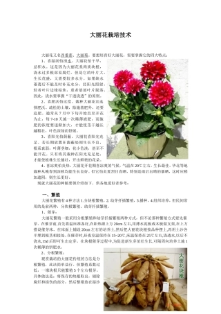 大丽花栽培技术