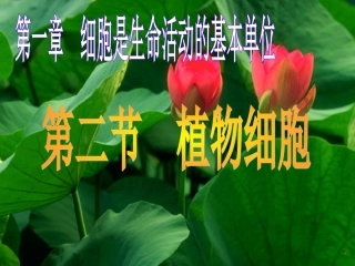 第二节、植物细胞(2012年新人教版)