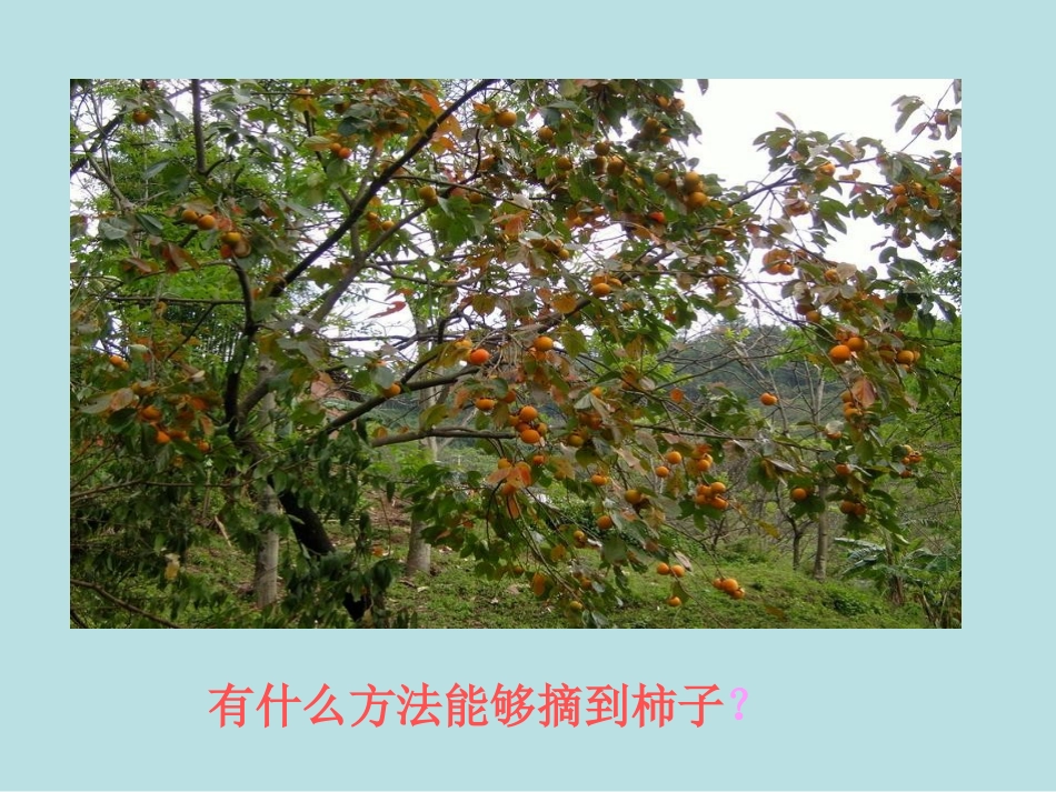 大班 制作摘柿子的工具_第2页