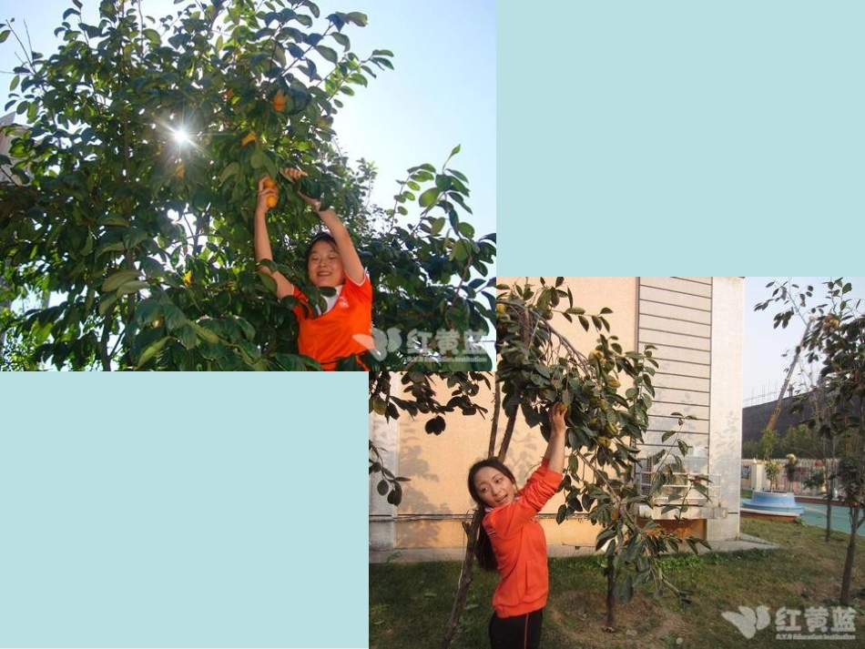 大班 制作摘柿子的工具_第3页