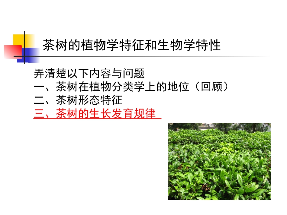 茶树的植物学特征和生物学特性(转载-老师课件)_第1页