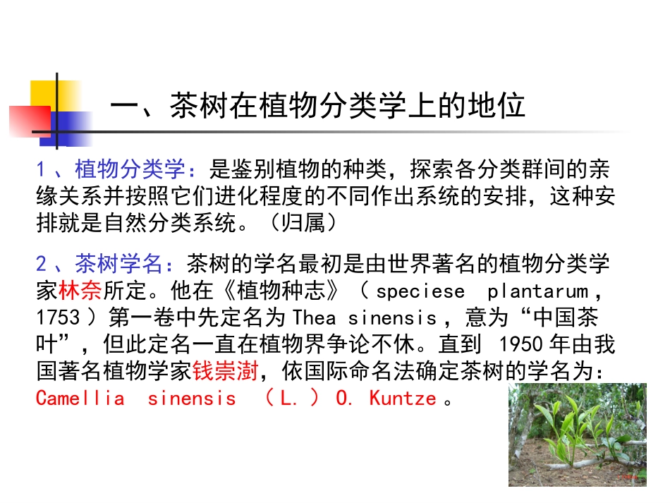 茶树的植物学特征和生物学特性(转载-老师课件)_第2页