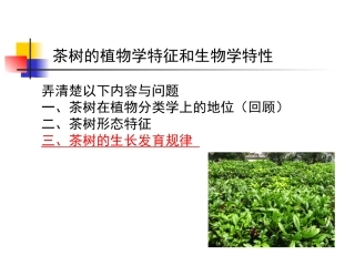 茶树的植物学特征和生物学特性(转载-老师课件)