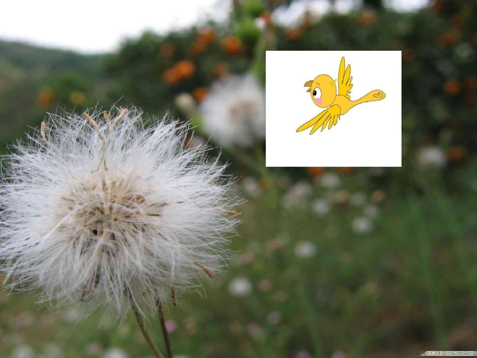 蒲公英和小鸟_第3页