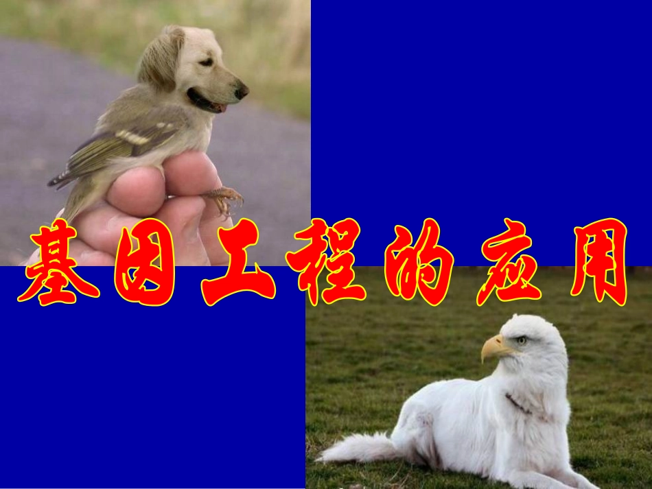 《基因工程的应用》课件1_第1页