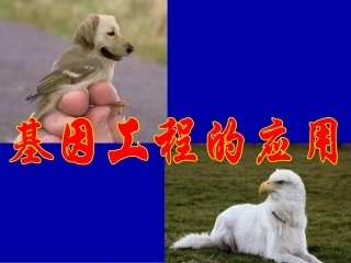 《基因工程的应用》课件1