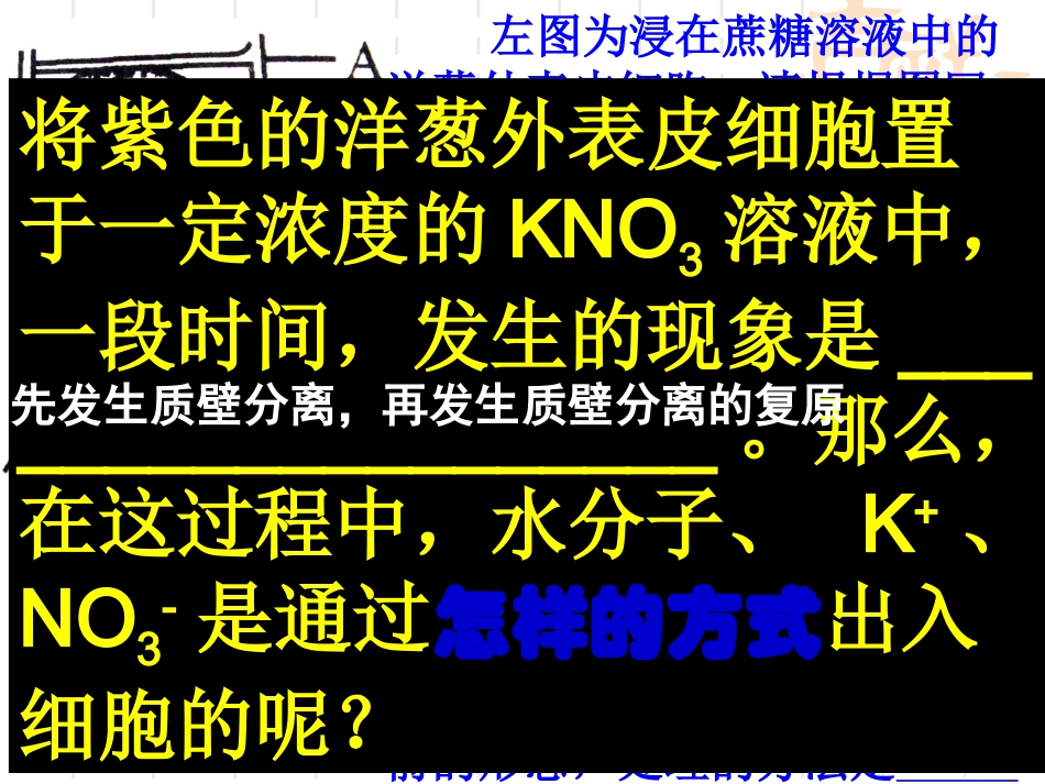 物质的跨膜运输_第2页