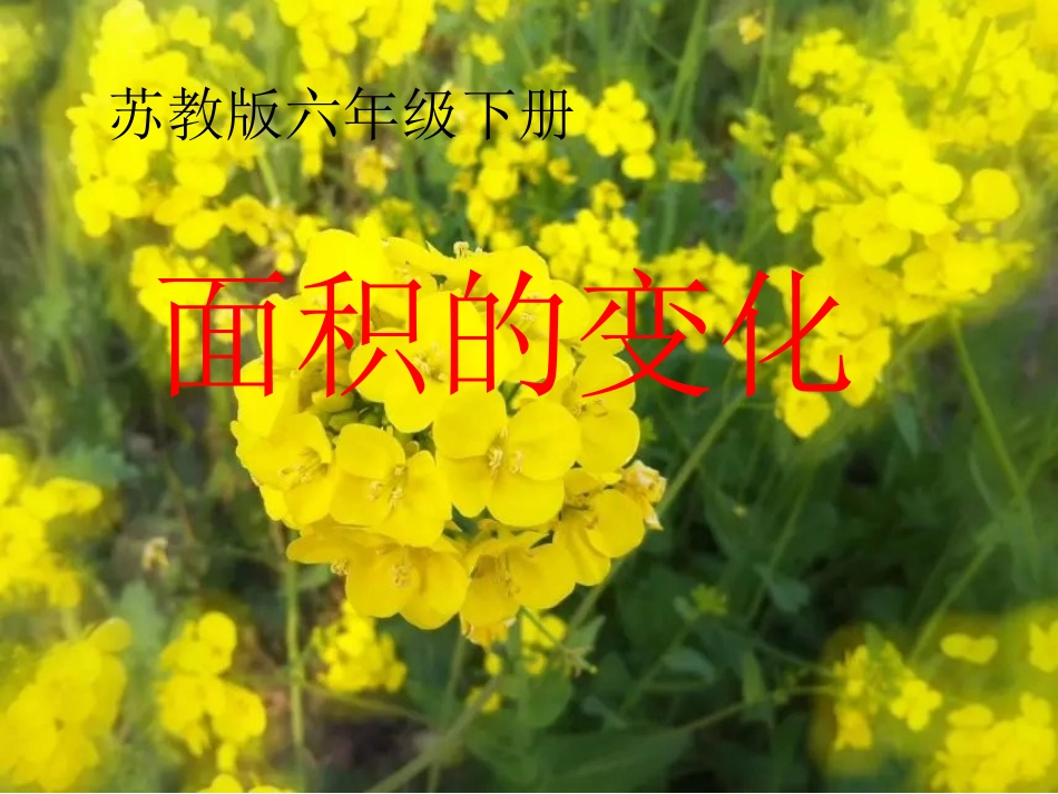 数学活动课《面积的变化》课件_第1页