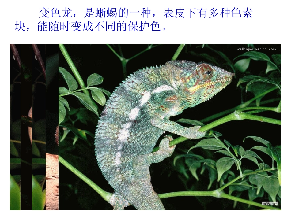 变色龙 (2)_第2页