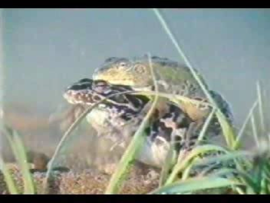 北师大版生物八上第二节《动物的生殖和发育》]_第3页