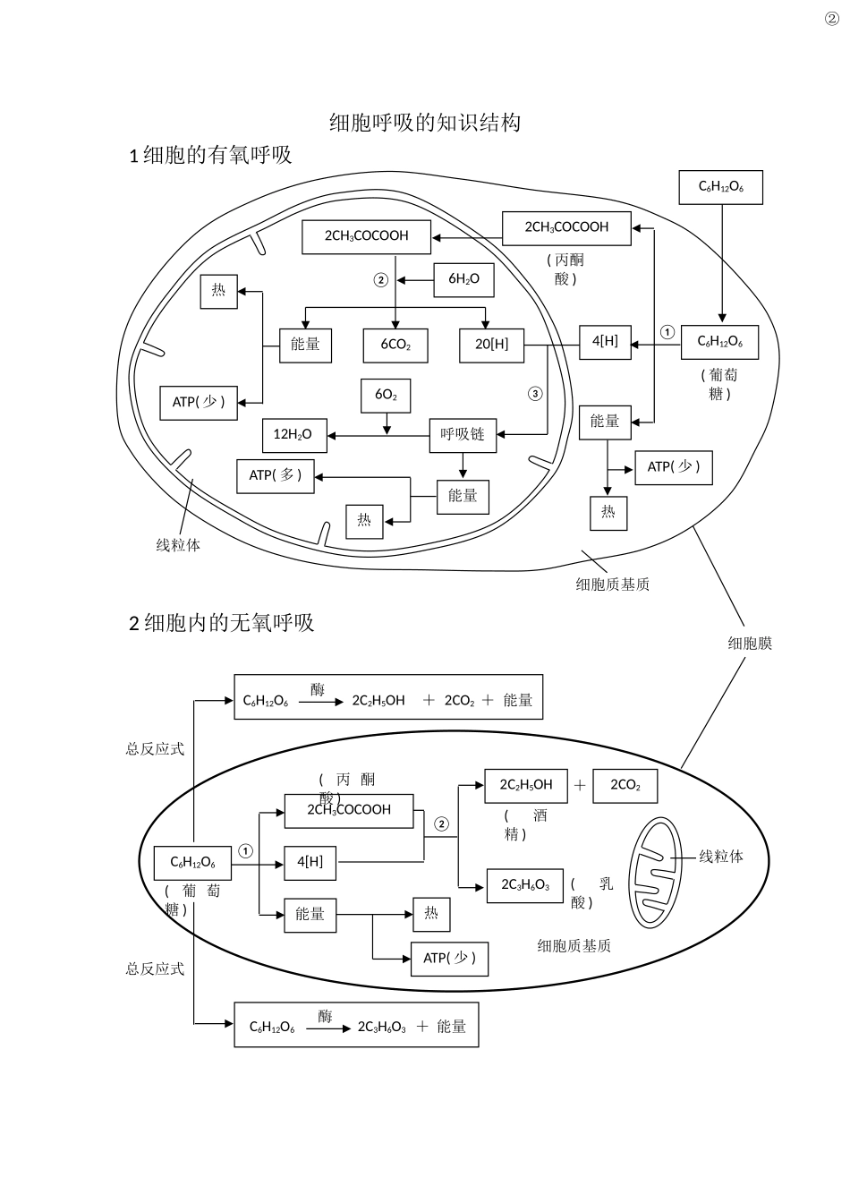 细胞呼吸的知识结构_第1页