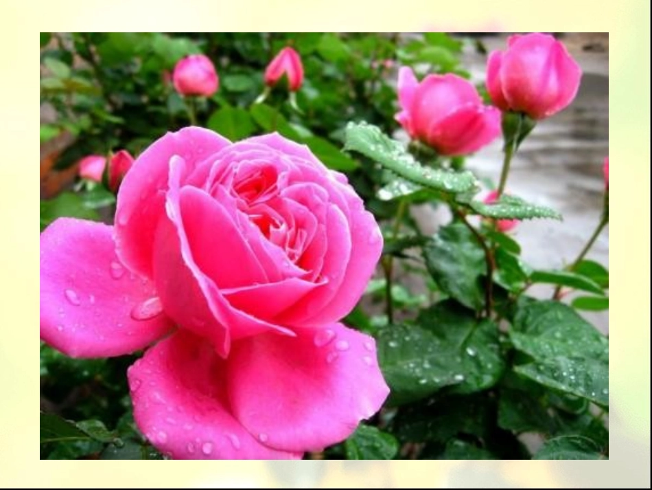 《花瓣飘香》PPT_第2页