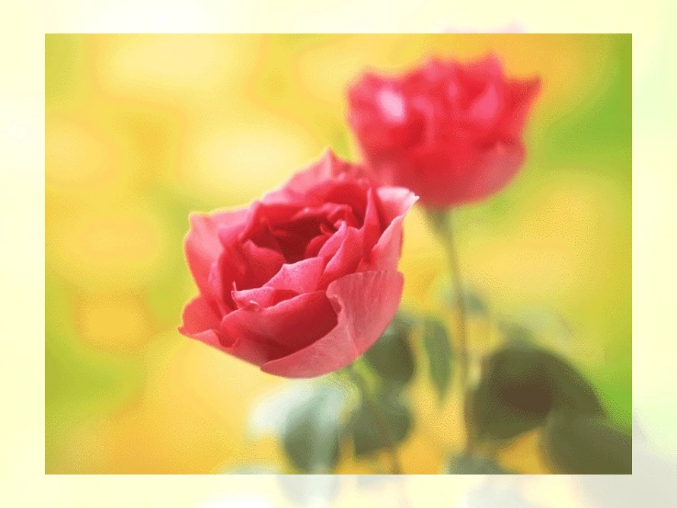 《花瓣飘香》PPT_第3页