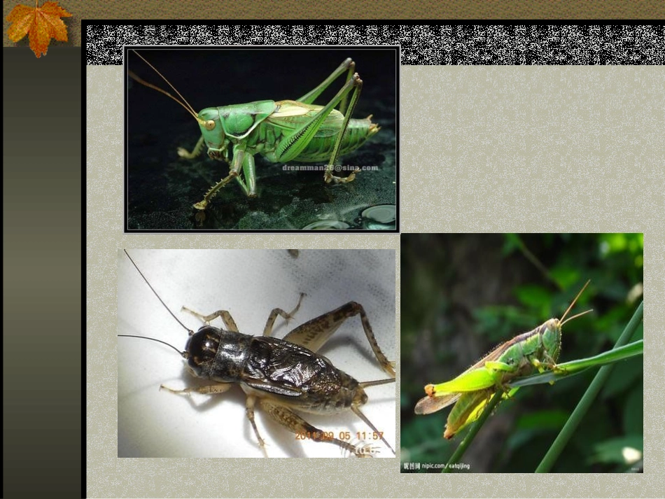 绿色蝈蝈优质课课件_第1页