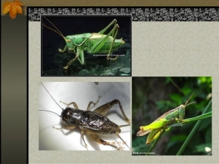 绿色蝈蝈优质课课件