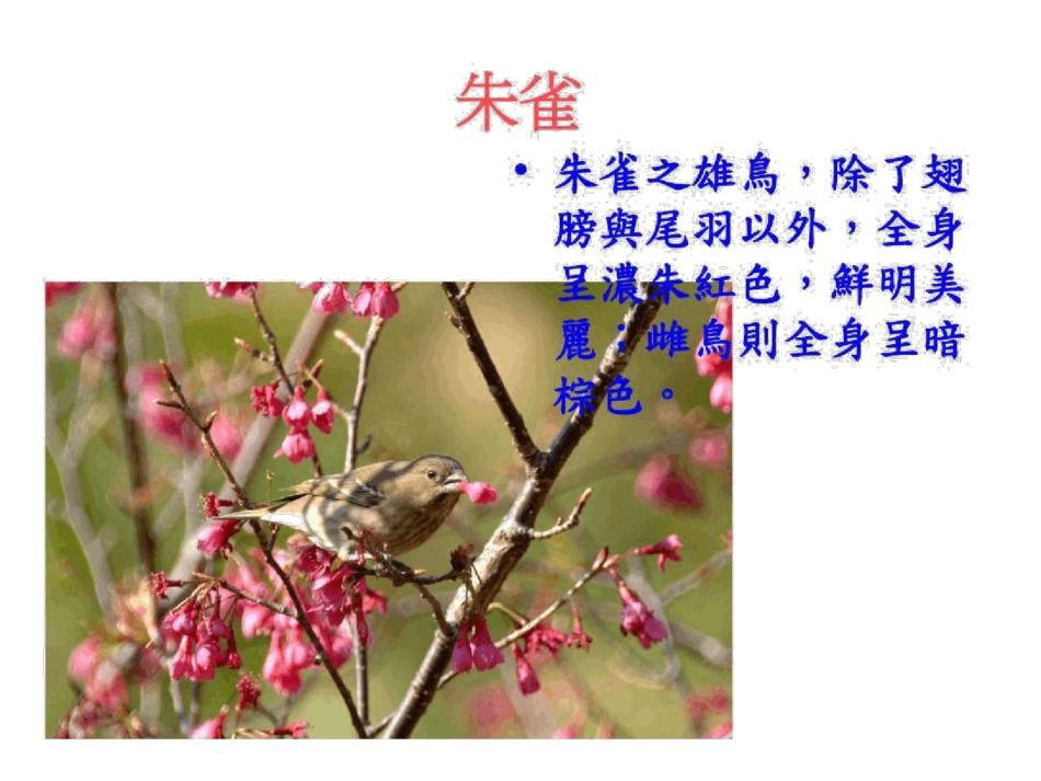 中高海拔常见的留鸟_第1页