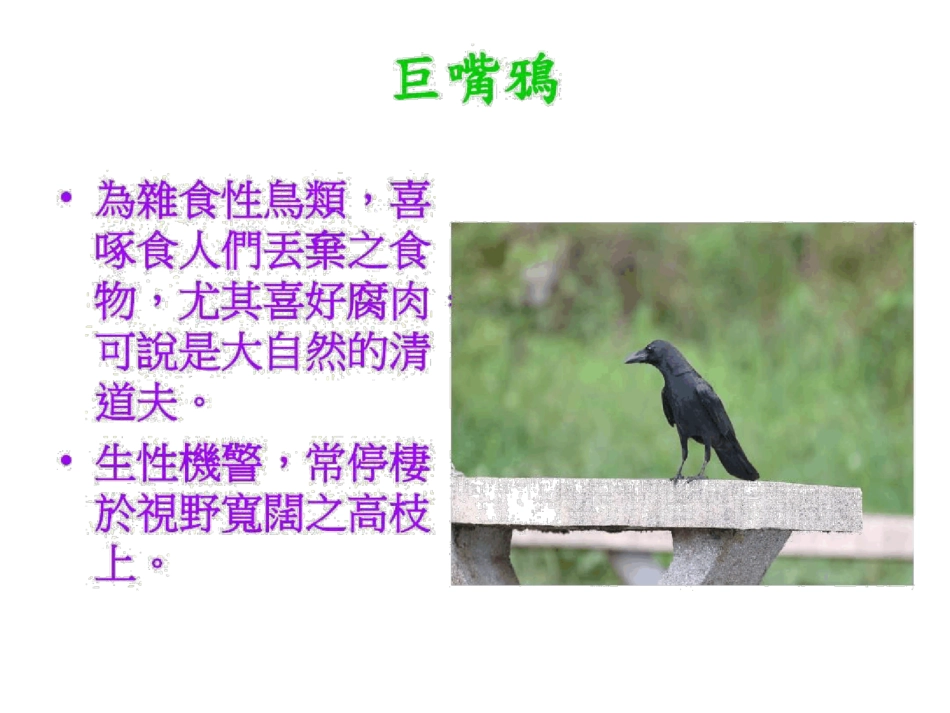 中高海拔常见的留鸟_第2页