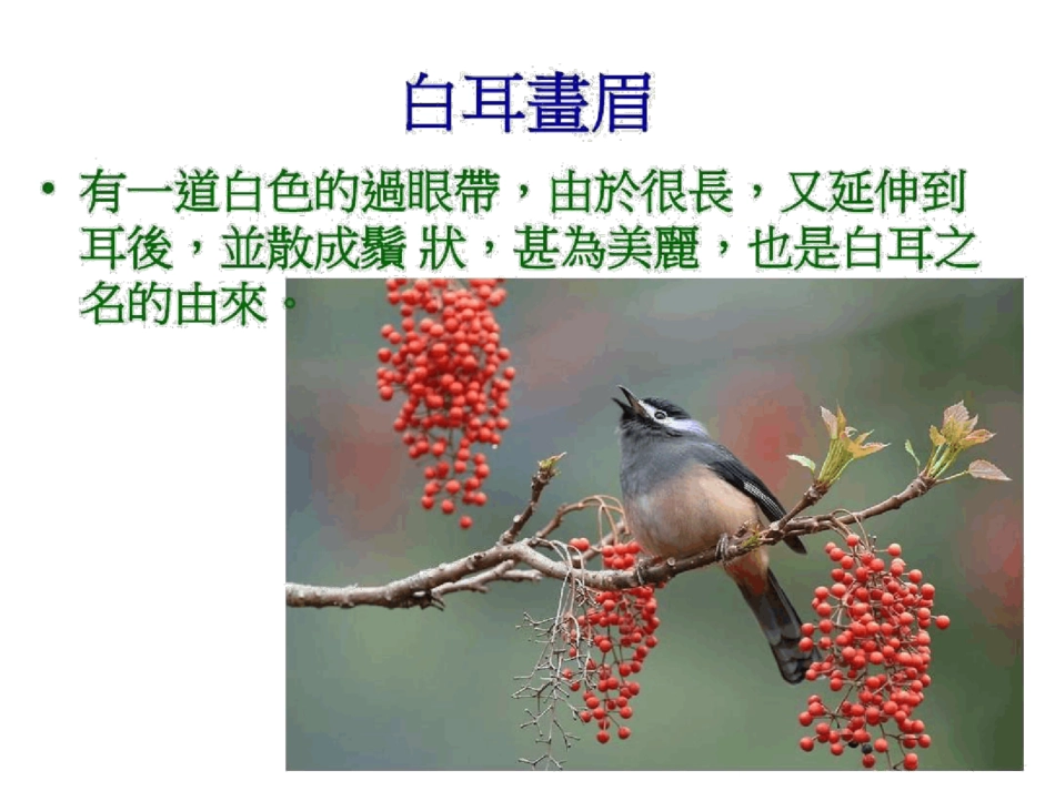 中高海拔常见的留鸟_第3页