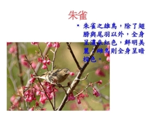 中高海拔常见的留鸟