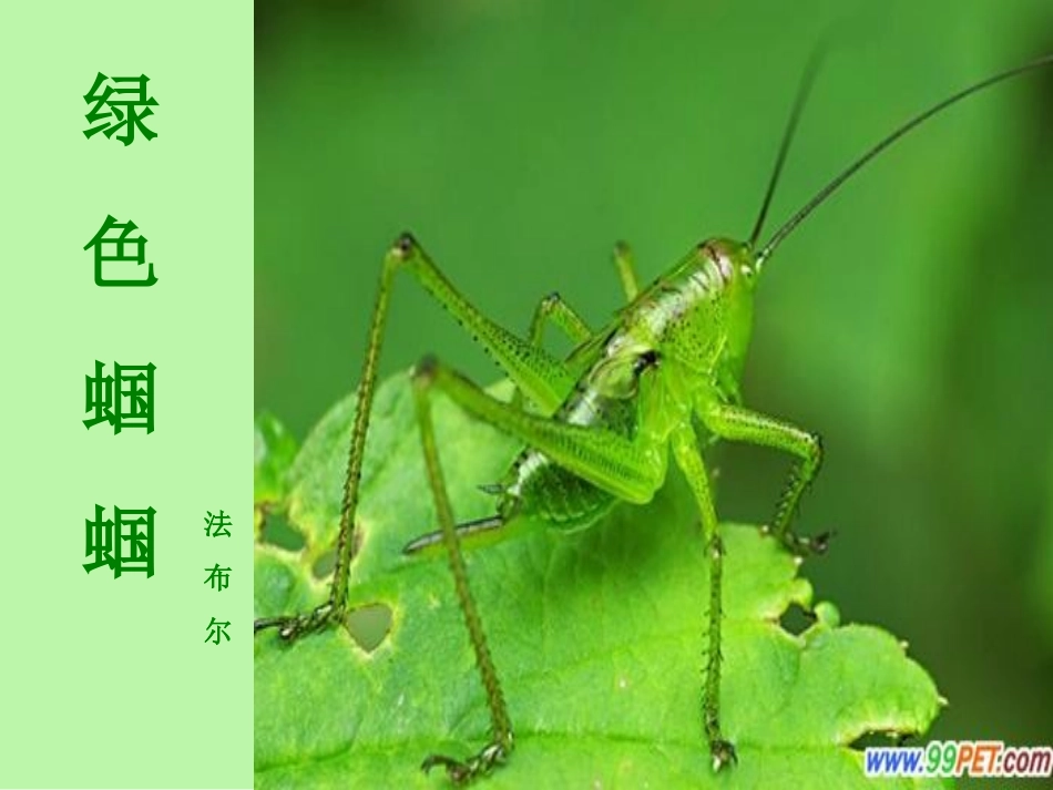 绿色蝈蝈课件_第1页