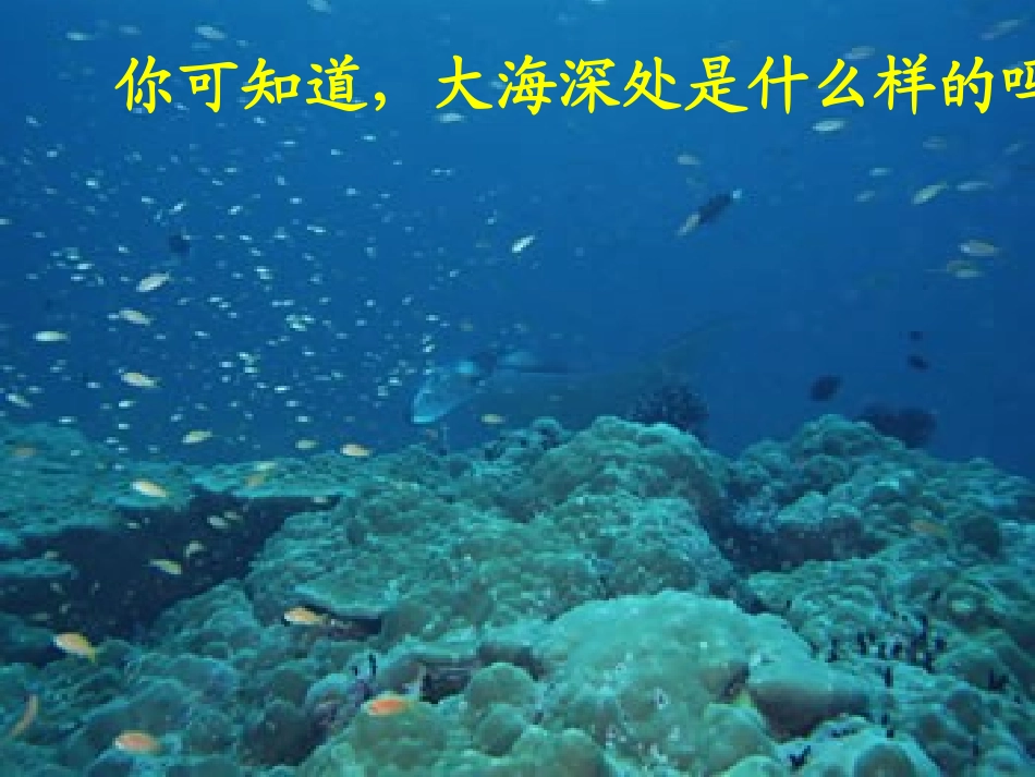 海底世界第一课时课件_第3页