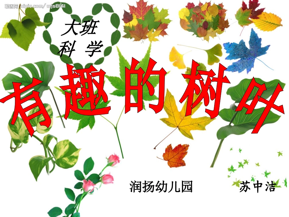 中班科学课件：奇妙的树叶_第1页