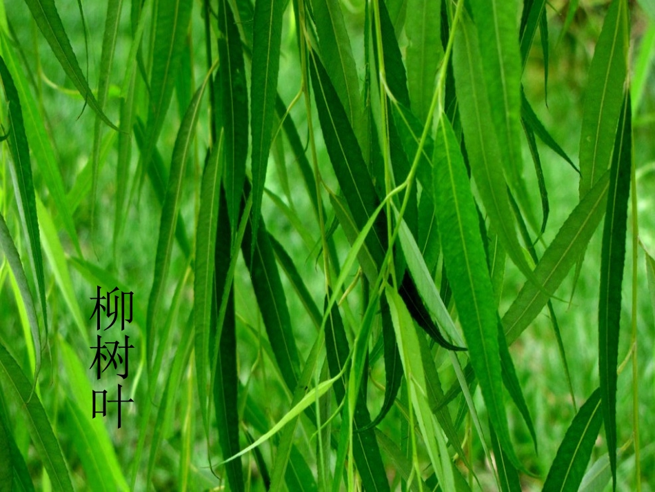 中班科学课件：奇妙的树叶_第2页