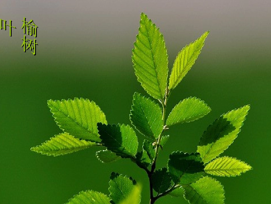 中班科学课件：奇妙的树叶_第3页