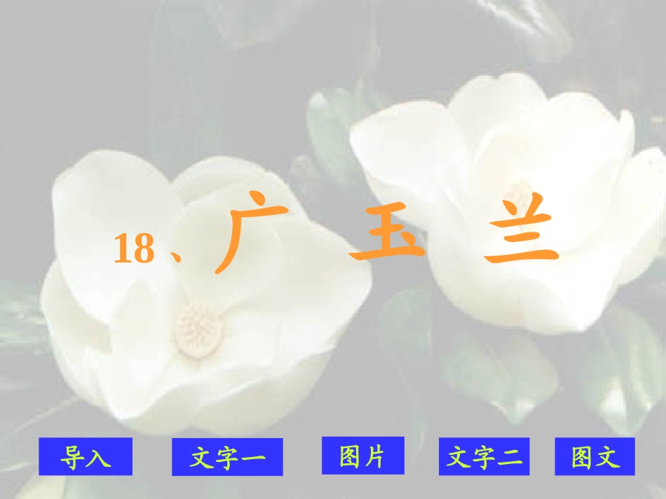 《广玉兰》课件_第1页