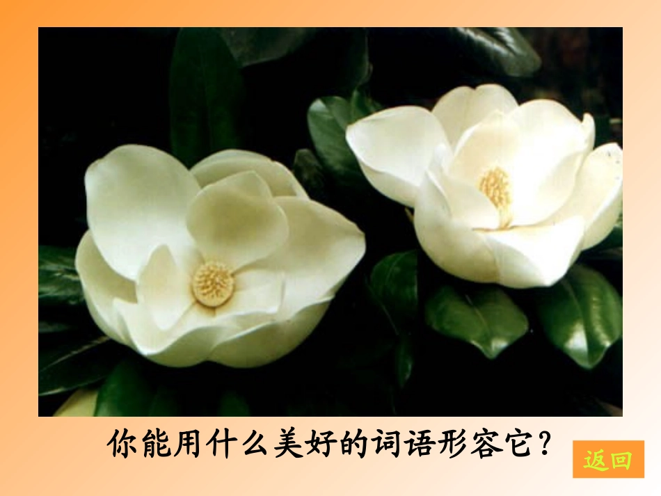 《广玉兰》课件_第2页