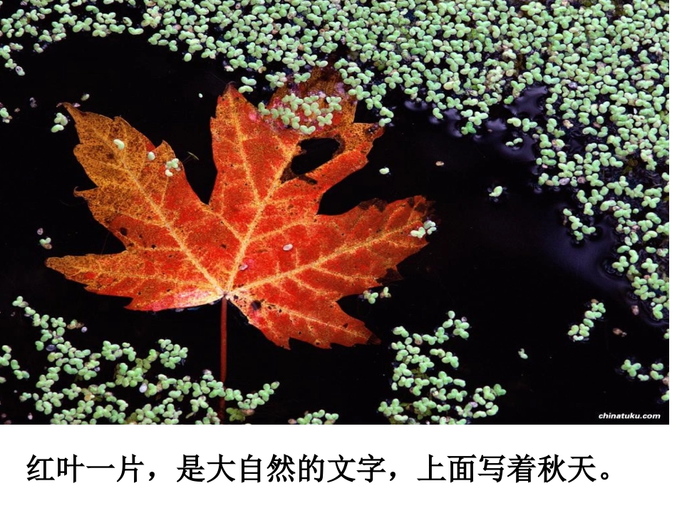 《大自然的文字》_第3页