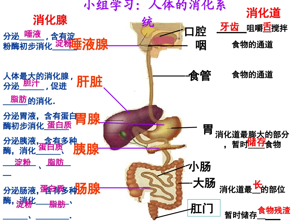 消化和吸收的过程_第2页