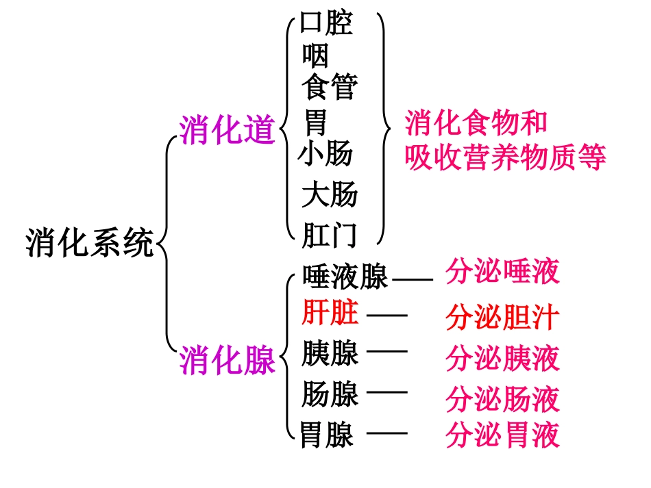 消化和吸收的过程_第3页