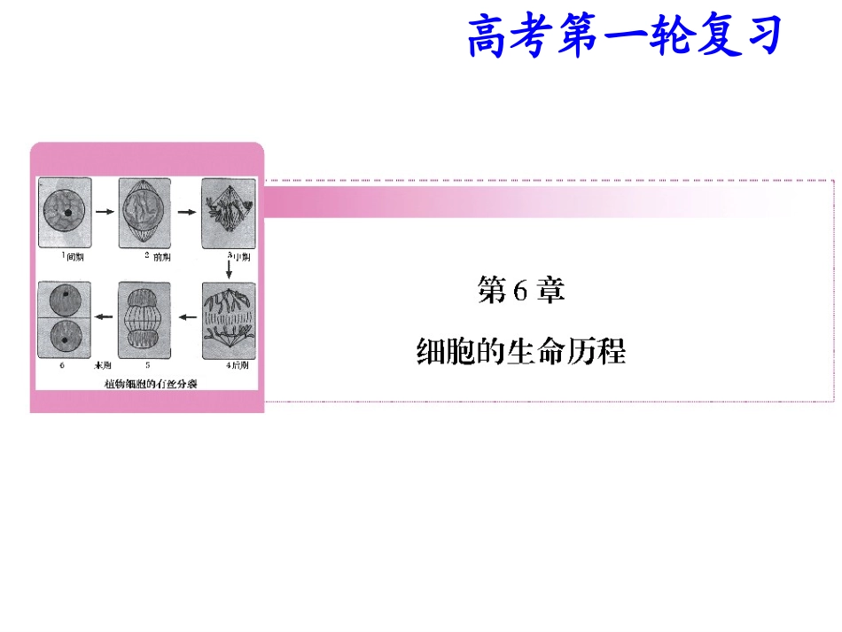 细胞增殖一轮复习_第1页