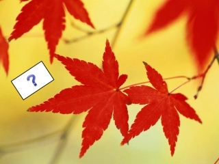 苏教版语文一上7、秋姑娘的信课件