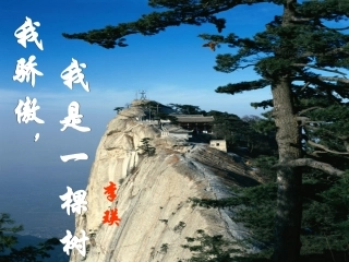 我骄傲，我是一棵树复件