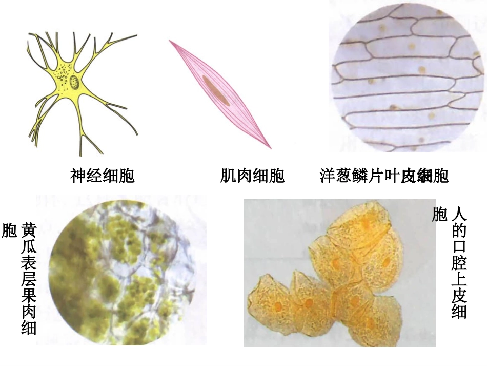 生物体的基本结构第三课时_第2页