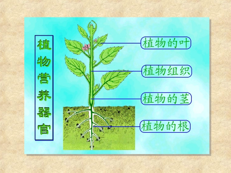 根的初生结构和初生生长_第3页