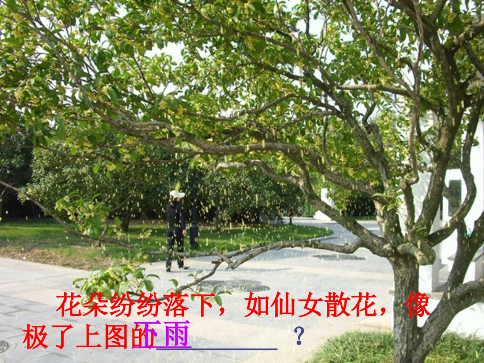 苏教四年级上册《桂花雨》课件_第2页