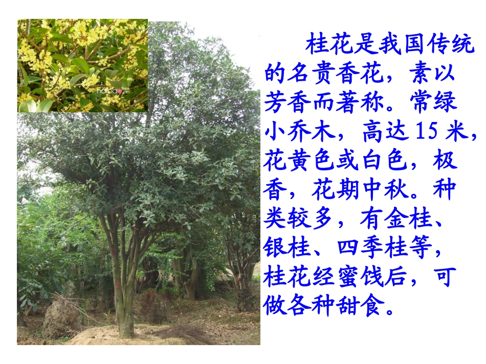 苏教四年级上册《桂花雨》课件_第3页