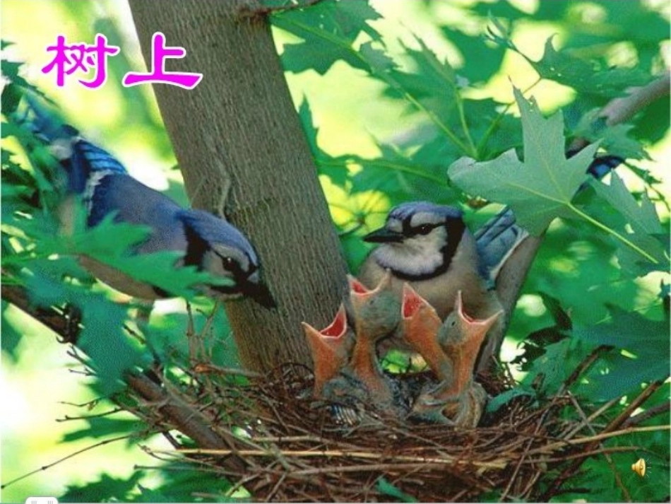 小鸟的家二年级_第3页