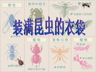 （精品装满昆虫的衣袋