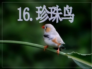 五语上珍珠鸟课件