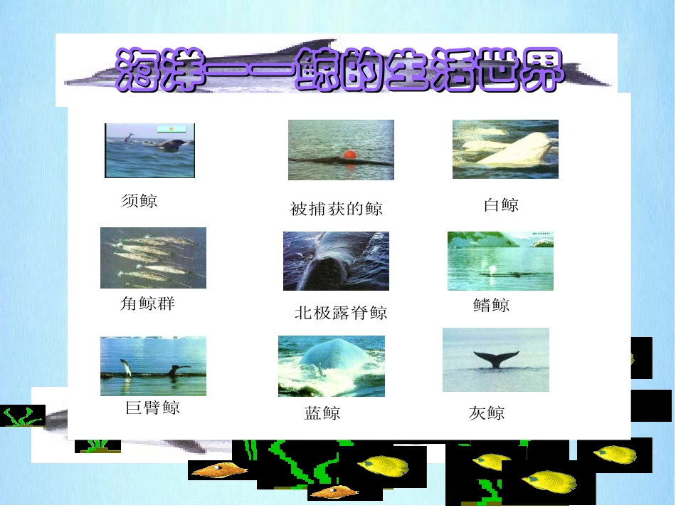 （中小学资料《鲸》PPT课件_第3页
