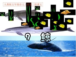（中小学资料《鲸》PPT课件